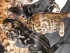 3 Wunderschöne Bengalkitten suchen neues Zuhause