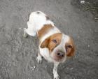 WHISKEY   Brittany Spaniel. Trunken vor Glück, wenn man ihn streichelt!