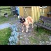 Leonberger Welpen