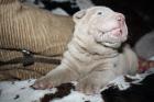 Shar Pei welpen mit Ahnentafel