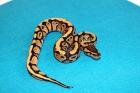 Python regius Lesser Pastel