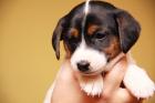 Jack Russell Welpen kleinbleibend