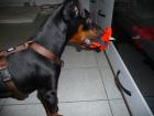 Notfall - Dobermann Welpe sucht...