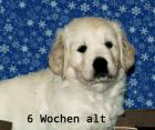 Golden retriever Welpe-Madchen m.Ahnentafel