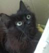 Katze sucht neues zu hause