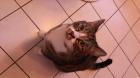 Kater Edward sucht neues Zuhause