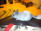 2 chinchillas weiblich (geschwister)