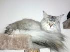 Maine Coon Luna sucht ein neues zu Hause