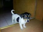 Jack Russel Welpe