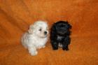 Malteser / Shih tzu Welpen