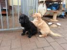 Hovawart-Golden Retriever Welpen suchen neues Zuhause