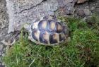 Breitrandschildkröten - Testudo marginata