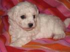 Bichon Frise Welpen