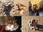 Old English Bulldog/Boxer Mix - 7 Monate-SUCHE NEUES ZUHAUSE