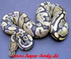 Python regius Ghost und Butterghost von2021!!!