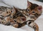 4hübsche Bengalkatzen, 8 Monate,  rosetted 