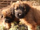 Süße Briard Welpen in fauve