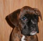 Boxer Welpen