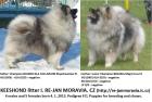 Wolfsspitz / keeshond Welpen mit papieren FCI