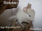 Chinchilla Jungtiere Weibchen / Böckchen in verschiedenen Farben suchen ein Zuha