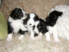 Bearded collie Welpe