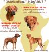 Rhodesian Ridgeback Welpen Wurfankündigung um den 16. Mai2021