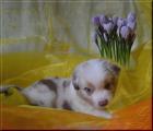 Australian Shepherd / Aussie Welpen mit ASCA Papieren