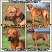 Wir erwarten Reinrassige Rhodesian Ridgeback Welpen um den 16.Mai (Züchter)