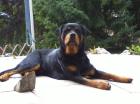 6 Jähriger Rotweiler namens Balou sucht ein gutes neues Zuhause! 