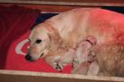 Bildschöne Golden Retriever Welpen 2 Rüden + 2 Mädels