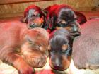 Neue Dobermannwelpen aus TOP Zucht