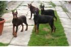 Typvolle und wesensfeste Dobermannwelpen aus Hausaufzucht