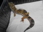 0,1 Leopardgecko aus2021