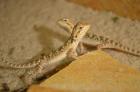 Pogona viticeps - Bartagamen Jungtiere