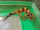 Leopardgecko NZ2021