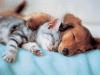 Das Beste für unsere Katzen plus Allergieprogramm