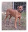 Wurfankündigung Rhodesian Ridgeback