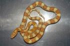 Kornnatter (Pantherophis guttatus)