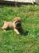 Shar Pei Welpen