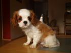 CAVALIER KING CHARLES SPANIEL Welpen mit Excellent. Stammbaum