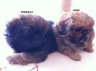 Pekinese Welpen 2 Monate alt