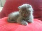 Wunderhübscher Scottish Fold Kater 9 Wochen alt