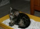 Britisch Kurzhaar Golden-Tabby Babys