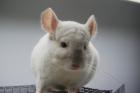 CHINCHILLA Beigeschecken Bock