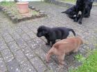 3 schwarze Labradorwelpen