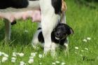 Süße Jack-Russell Welpen suchen ein liebevolles Zuhause