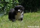 Australian Shepherd Bub sucht!