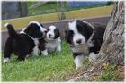 Bearded Collie Welpen