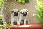 Mix - mini - pug - Welpe