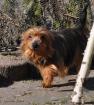 Yorki Coco sucht Familie